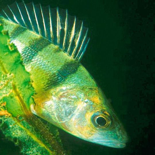 Flussbarsche reagieren empflindlich auf Lichtverschmutzung. Flussbarsche reagieren empflindlich auf Lichtverschmutzung.