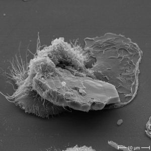 (© Jürgen Berger/Max-Planck-Institut für Entwicklungsbiologie)