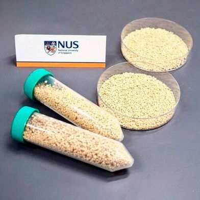 The oral vaccine can be mixed into fish feed, providing an effective and easy-to-administer solution to boost immunity against the nervous necrosis virus. (Source: NUS)