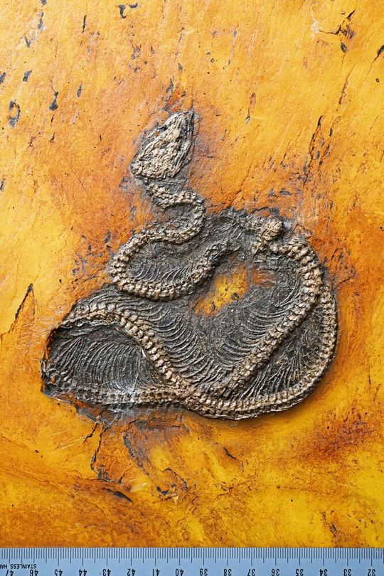 Die neu beschriebene Pythonart Messelopython freyi ist der älteste bekannte fossile Nachweis eines Pythons weltweit. Die neu beschriebene Pythonart Messelopython freyi ist der älteste bekannte fossile Nachweis eines Pythons weltweit.