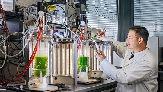 Prof. Thomas Brück bei der Probenentnahme am Photobiorektor am Werner Siemens Lehrstuhl für Synthetische Biotechnologie. Diese Bioreaktoren nutzten die Forschenden, um Biomasse der untersuchten Cyanobakterien-Stämme zu produzieren.(Bild:  © Andreas Heddergott / TU Muenchen)