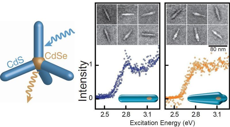 Der Lichtsammelkomplex besteht aus vier Antennen aus dem Halbleiter Cadmiumsulfid sowie einem Kern aus dem Material Cadmiumselenid (linkes Bild). Für die Untersuchung wurden einzelne Antennen-Kern-Paare beleuchtet. Teilchen mit beulenartigen Verformung (rechts) sind in der Absorption gegenüber gleichförmigen Teilchen (Mitte) stark verbreitert: Sie fördern die Aufnahme von Licht.  (Bild: Universität Regensburg)