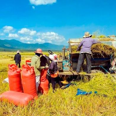Observed rice yield losses from 1°C warming are more than twice as high as model estimates due to underestimated heat stress.  (Source: AdobeStock/ducvien)