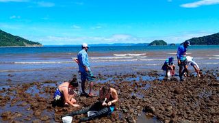 Das Team des Max-Planck-Instituts für Marine Mikrobiologie sammelte an der Küste Panamas Muscheln in Zusammenarbeit mit dem Tauchzentrum Cuajiniquil. (Bild: © Isidora Morel-Letelier / Max-Planck-Institut für Marine Mikrobiologie)