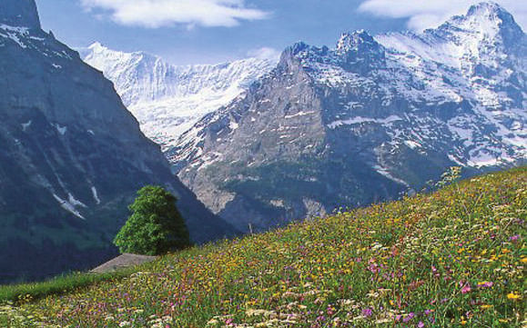 The herbs for Ricola instant teas are grown in the Alpine region of Switzerland, carefully harvested, and then gently processed.  (Picture: Ricola)
