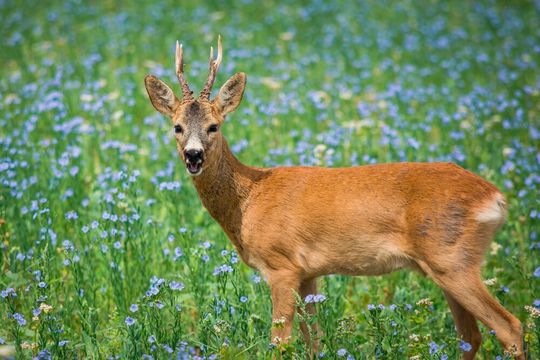 The study’s overall findings suggest that to protect wildlife, conservationists should consider not just habitat loss, but also where and when people are physically present.(Source:  free licensed /  Pixabay)