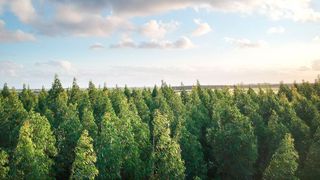 Zu viele Richtlinien und zu viele Anwendungen: Mitarbeiter sehen dabei den Wald vor lauter Bäumen nicht mehr. Ein Digital Brand Hub kann hier Abhilfe schaffen. (Bild: gemeinfrei)