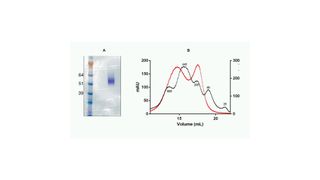 Abb. 1: A) Das rekombinante Protein wandert im nicht-reduzierenden, nativen SDS-Gel ungefähr so weit, wie es seinem Molkulargewicht entspricht (46 kDa).  B) Das Chromatogramm der analytischen Säulentrennung (SEC) des Proteins (rot) ist hier kombiniert mit dem Signal für die Molmassenstandards (schwarz). (Bild: Wyatt Technology)
