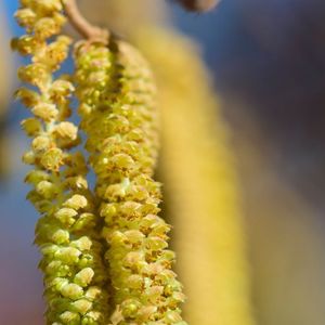 Blüten-Pollen der Hasel sind ein verbreitetes Allergen, auf das viele Pollen-Allergiker reagieren