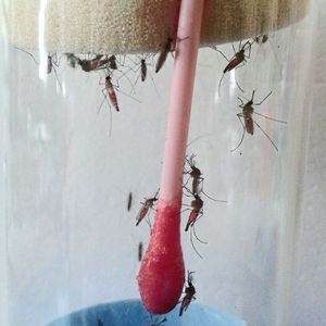Mückenanzucht – Mücken erhalten eine Blutmahlzeit. 