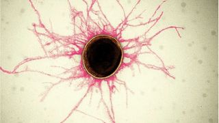 Most bacterial cells are covered in tiny, hair-like structures called pili. Their diameter is smaller than 1/10,000th of a human hair. (S. Shibata, OIST )