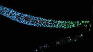 Schäden im väterlichen Genom des Fadenwurms Caenorhabditis elegans werden nicht repariert und stattdessen an die Nachkommen weitergegeben, während die weibliche Eizelle die Schäden repariert oder eingeht. (Bild: Siyao Wang)