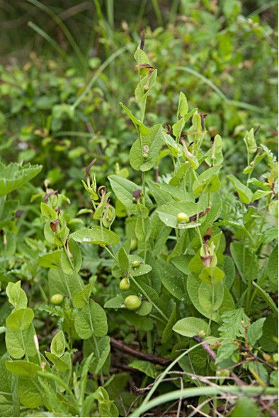 Blühende und fruchtende Pflanze von Aristolochia rotunda in Kroatien (Bild: Birgit Oelschlägel/TU Dresden)