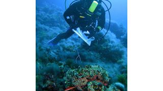 Since 2002, Diego Kersting and Cristina Linares have been monitoring 250 coral colonies in the marine reserve in Columbrets. (Diego Kersting)