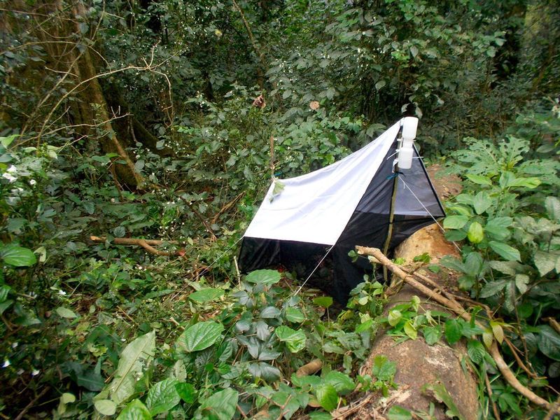 The wasps were collected with tent-like Malaise traps. (Tapani Hopkins )