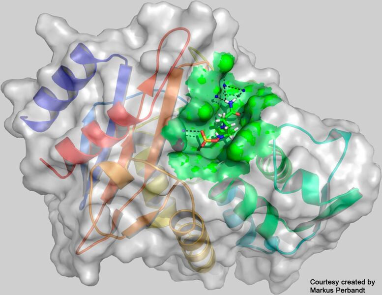Die in den Messungen bestimmte dreidimensionale Struktur des Enzyms CTX-M-14-β-Laktamase mit dem daran gebundenen Inhibitor Avibactam am aktiven Zentrum (grün).  (Universität Hamburg, Markus Perbandt)