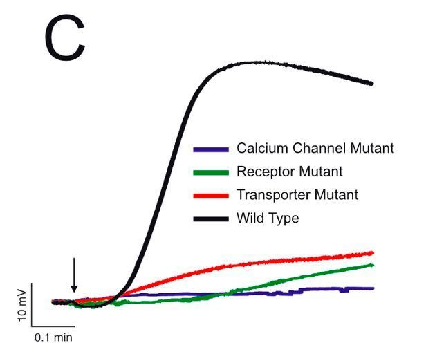 Die Applikation von Auxin führt zur Aktivierung des Protonen-gekoppelten Transports von Auxin und dadurch zu einer Depolarisation des Membranpotentials der Wurzelhaarzelle (schwarze Spur). Mutanten, denen der Auxin-Transporter (rote Spur), der Auxin-Rezeptor (grüne Spur) oder ein Calcium-Ionenkanal (blaue Spur) fehlen, zeigen diese Antwort nicht. (Dirk Becker)