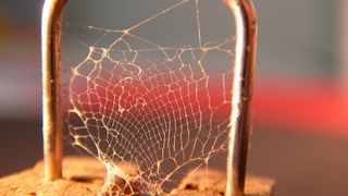 Die Reuse einer Köcherfliegenart, die zwar keine Köcher baut, aber dafür Unterwassernetze, um Beute zu fangen. An der Uni Bayreuth untersucht man im Rahmen des „INTERREG“-Programms die bioadhäsiven Eiweiße, aus denen in Gewässern lebende Insektenlarven ihre Konstruktionen aufbauen. (UBT)