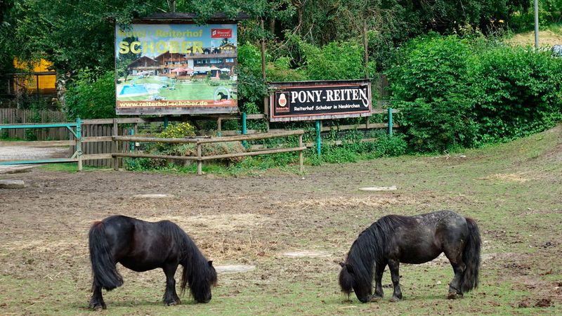 ... und kostenloses Ponyreiten in der direkten Nachbarschaft des Betriebs. (Bild: Jakob Schreiner/»kfz-betrieb«)