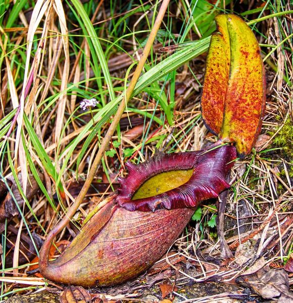 Kannenpflanzen der Gattung Nepenthes auf der Insel Borneo (Bild: Antony van der Ent.)
