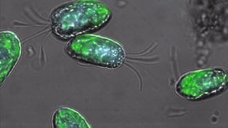 Das Energetic-Algae-Projekt setzt auf Algen (im Bild die Grünalge Tetraselmis suecica), die einen relativ hohen Anteil des Sonnenlichts in chemische Energie umwandeln können.  (Bild: KIT, Dr. Emily Roberts)