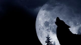 Die Spatzen pfeifen es von den Dächern, aber die Wölfe waren schneller: Heute um Mitternacht ist der Spuk mit Windows 11 vorbei. (© Tomasz Zajda - Fotolia.com)