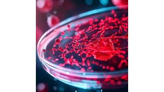 When combined with high content imaging and quantitative analysis tools, organotypic 3D microtissue models offer a scalable, reproducible, and human-relevant platform for evaluating therapeutic efficacy and safety. (Source: © JP STUDIO LAB - stock.adobe.com)