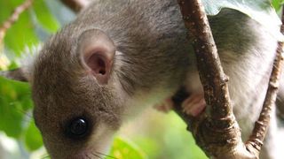 Siebenschläfer (Glis glis) im Baum (Bild: Claudia Bieber/Vetmeduni Vienna)