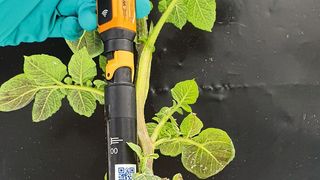 Abb.1: Messung des pH-Wertes mit WTW IDS-Funksensoren bei einer Kartoffelpflanze (Bayer AG)