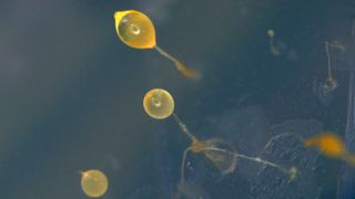 Die einzellige Amöbe Dictyostelium discoideum kann sich zu einem vielzelligen Verband zusammenschließen und Fruchtkörper ausbilden, die Sporen produzieren. (Bild: Falk Hillmann/Leibniz-HKI)