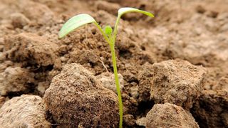 Syngenta will andere Unternehmen im Bereich Landwirtschaft und Saatgut kaufen. (gemeinfrei)