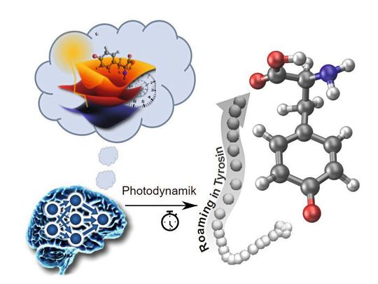 Durch Licht ausgelöste Reaktion am Tyrosin-Molekül, die zum Phänomen „Roaming“ führt – also zum Umlagern eines Atoms, in diesem Fall eines Wasserstoff-Atoms. Durch Licht ausgelöste Reaktion am Tyrosin-Molekül, die zum Phänomen „Roaming“ führt – also zum Umlagern eines Atoms, in diesem Fall eines Wasserstoff-Atoms.