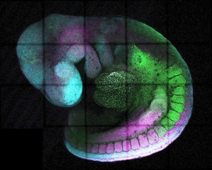 Ein genetischer Dimmer  Alle Zellen tragen dieselbe DNA, doch Genexpression – das Ein- und Ausschalten bestimmter Gene – ist entscheidend für die Bildung unterschiedlicher Körperteile. Das Team um Dr. Irène Amblard und Dr. Vicki Metzis vom MRC Laboratory of Medical Sciences in London untersucht, wie Gene durch spezifische DNA-Elemente gesteuert werden.  Im Fokus steht das Gen Cdx2, das beeinflusst, wo und wann Vorläuferzellen des Rückenmarks entstehen. Die Wissenschaftler entdeckten einen „Dämpfer“, ein DNA-Element, das die Genexpression zeitlich und zellspezifisch reduziert. Ähnlich einem genetischen Dimmschalter ermöglicht seine Veränderung die Feinsteuerung der Genaktivität. Experimente an Maus-Embryonen verdeutlichten seine Rolle bei der Körperentwicklung.   Diese Erkenntnisse könnten programmierbare Genexpression ermöglichen und somit neue therapeutische Strategien bieten, um Krankheiten zu bekämpfen, die durch Genfehlregulation entstehen.   Das Bild zeigt, wie ein sich entwickelnder Maus-Embryo von Kopf bis Schwanz verschiedene Gene (grün, magenta, zyan) exprimiert, um unterschiedliche Körperteile zu erzeugen.  Hier gehts zur Originalmeldung Wissenschaftsbild des Tages vom 8.7.2025  (Bild: Irene Amblard, Development & Transcriptional Control Group, MRC Laboratory of Medical Sciences)