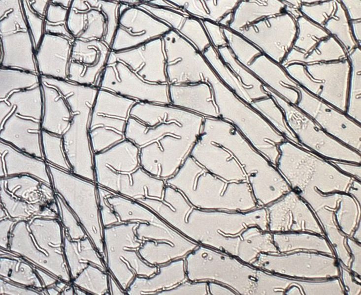 Myzel vom Pilz Trametes hirsuta. Myzelverzweigungen fusionieren während des Koloniewachstums wodurch ein dichtes und stabiles Netzwerk aus Pilzhyphen entsteht. (Bild: Uni Göttingen/Michael Unger)