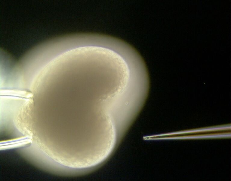 Abb. 3: Eine Gensequenz wird in einen Hydra-Embryo injiziert. (Bild:  CAU/Wittlieb)