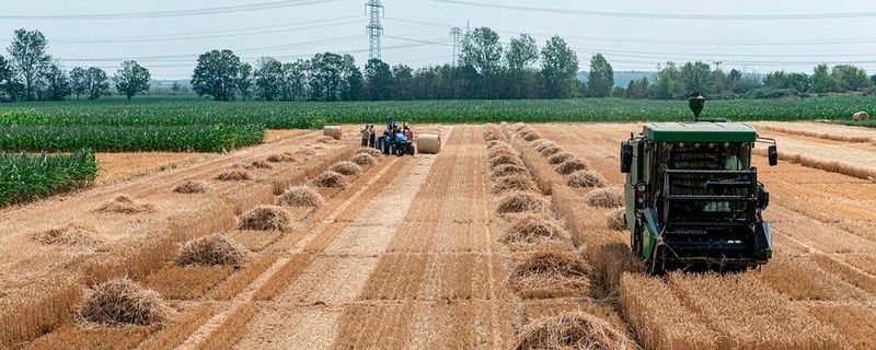 Getreideernte im Statischen Düngungsversuch in der UFZ-Versuchsstation Bad Lauchstädt (Sachsen-Anhalt).(Bild:  André Künzelmann / UFZ)