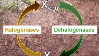 Schematische Darstellung des mikrobiellen Kreislaufs von Halogenverbindungen im Boden. Xorg: halogenorganische Stoffe, Xin: anorganische Halogene wie Chlor oder Brom. (Weigold, Kappler, Behrens/Universität Tübingen)
