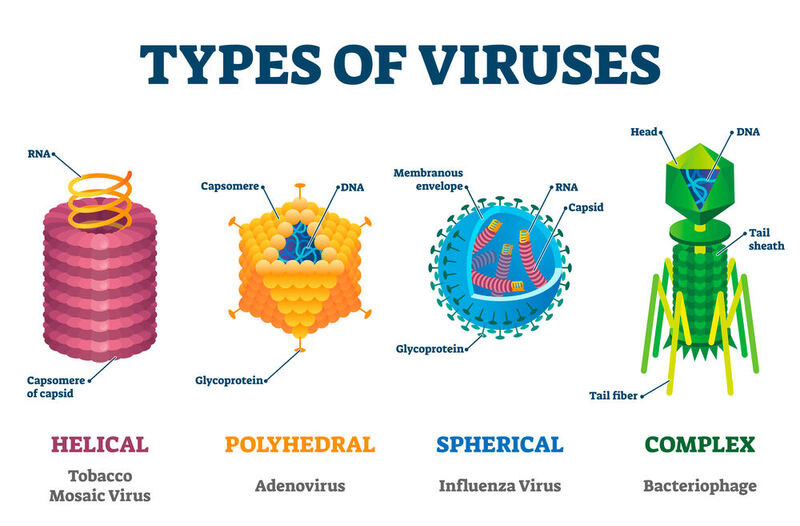 Viren haben verschiedene Erscheinungsformen.