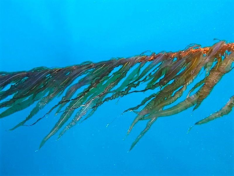 By assimilating CO2, kelp has mitigating effects both on climate change and ocean acidification. In addition, farmed kelp might possibly function as an artificial habitat for fish and other organisms. (Tango Seaweed A/S)