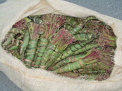 „Etwas“ von der Kaudroge Khat hatten zwei Somalier in der Nähe von Hamm-Uentrop dabei: 140 kg in drei Jutesäcken. Außerdem war dem Fahrer der Führerschein schon vorher in Dänemark entzogen worden. (Archiv: Vogel Business Media)