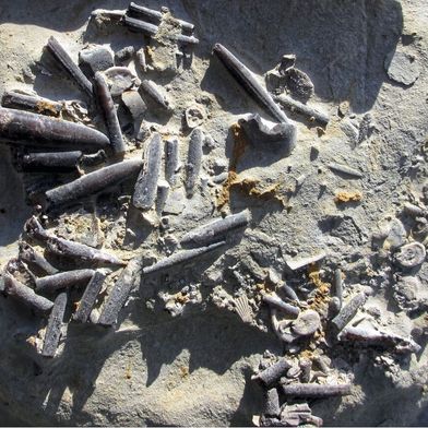 Die Belemniten (Kopffüßer aus dem Mesozoikum) im Bild stammen aus Peniche in Portugal. Sie lebten während einer Wärmekrise vor ca. 183 Millionen Jahren und sind nur halb so groß wie ihre Artgenossen direkt vor und nach der Krise. (Bild: Kenneth De Baets)