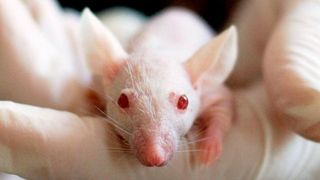 Laut Statista wurden allein 2015 2,8 Millionen Tiere für Tierversuche in Deutschland verwendet. (gemeinfrei)