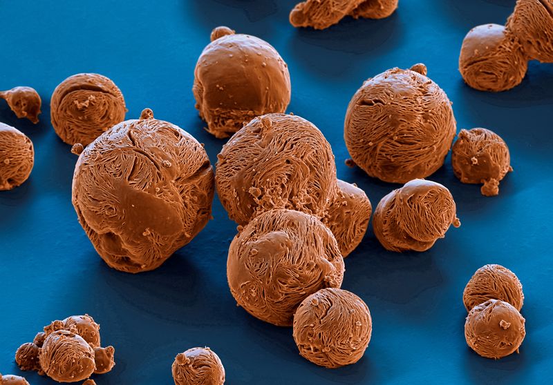 Der richtige Zeitpunkt des Einsatzes ist bei vielen Pflanzenschutzmitteln für ihre Wirksamkeit entscheidend. Besonders vorteilhaft ist es, wenn die Pflanzenschutzmittel schon auf das Feld ausgebracht werden können, obwohl sie noch gar nicht wirken sollen. So auch im Fall eines BASF Fungizids: Bei jungen Pflanzen hemmt es deren Wachstum, erst die größeren Pflanzen vertragen es problemlos und werden von ihm gegen Pilzbefall geschützt. Vergrößerung 600:1 (bei 12cm Bildbreite). (Bild: BASF)