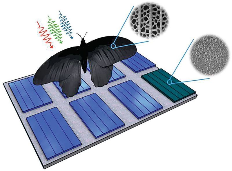 Die Nanostrukturen auf dem Flügel eines Schmetterlings konnten Forscher auf Solarzellen übertragen und so deren Absorptionsraten um bis zu 200 % steigern. (Radwanul H. Siddique, KIT/Cal-Tech)