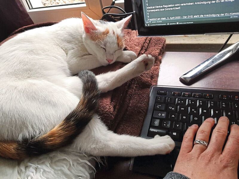 Macht jeden Home-Office-Arbeitsplatz gemütlich: Eine kleine Büro-Katze. (K.Juschkat/konstruktionspraxis)