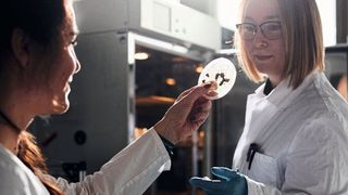 Auswertung von Wachstumsversuchen eines Nutzpilzes (Bild: P. Pollmeier/FH Bielefeld)