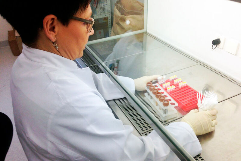 Eine Technische Angestellte bearbeitet die Stuhlproben unter der Laborbank. ((c) Institut für Klinische Molekularbiologie/CAU)