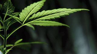 Ob sich Cannabinoide gegen Parkinson-Symptome einsetzen lassen, haben Forscher der Uni Innsbruck untersucht (Symbolbild). (gemeinfrei, Esteban Lopez)