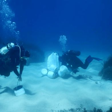 Auf der Jagd nach darmlosen Würmern in Elba, Italien: Taucher sammeln Proben vom Meeresboden, in dem Olavius algarvensis unter Seegraswiesen im Mittelmeer lebt. (Bild: Kristina Weinert/ MPI f. marine Mikrobiologie)