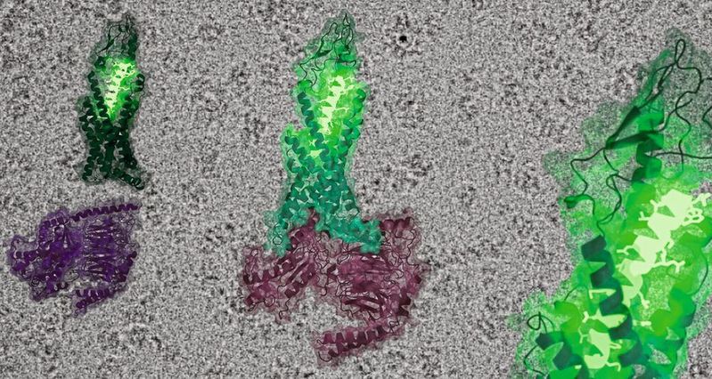 Die Struktur des Glucagon-Rezeptors (grün) in inaktivem (links) und aktiviertem Zustand (Mitte) vor einer Kryo-Elektronenmikroskopischen Aufnahme. Das grün leuchtende Kettenmolekül stellt das Glucagon-Hormon dar, das nachgeschaltete G-Protein ist violett abgebildet.